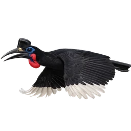 Abyssinian Ground-Hornbill, in flight