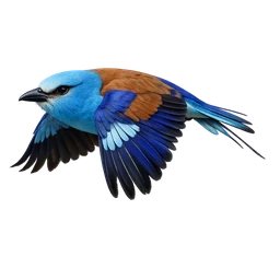 Abyssinian Roller, in flight