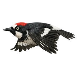Acorn Woodpecker, in flight