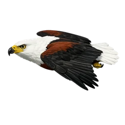 African Fish Eagle, in flight