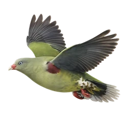 African Green Pigeon, in flight