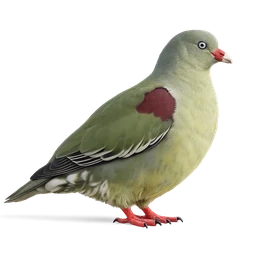 African Green Pigeon