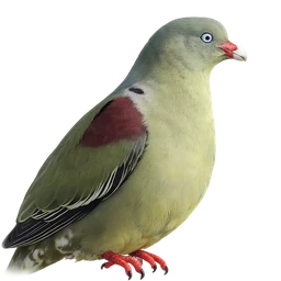 African Green Pigeon, profile