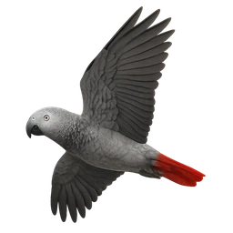 African Grey Parrot, in flight