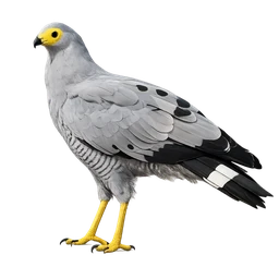 African Harrier-Hawk