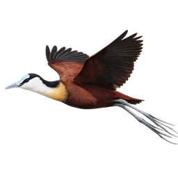 African Jacana, in flight