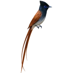 African Paradise Flycatcher
