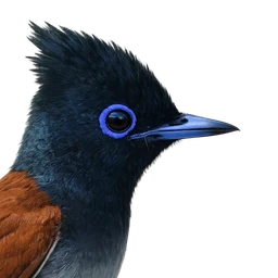African Paradise Flycatcher, profile