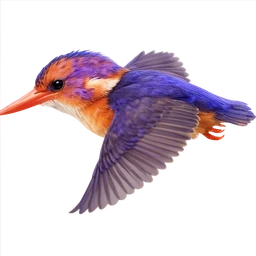 African Pygmy Kingfisher, in flight