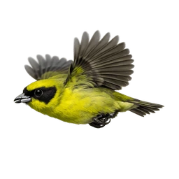 ʻAkekeʻe, in flight