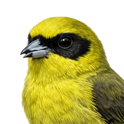 ʻAkekeʻe, profile