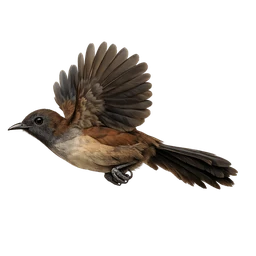 Albert’s Lyrebird, in flight