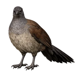 Albert’s Lyrebird