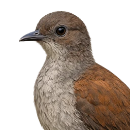 Albert’s Lyrebird, profile
