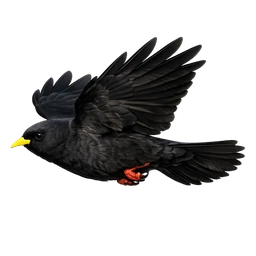 Alpine Chough, in flight