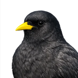 Alpine Chough, profile