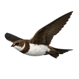 Alpine Swift, in flight