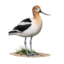 American Avocet