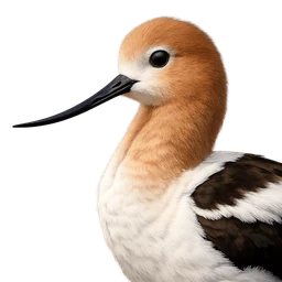 American Avocet, profile