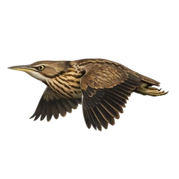 American Bittern, in flight