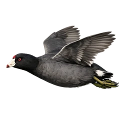 American Coot, in flight