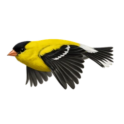 American Goldfinch, in flight