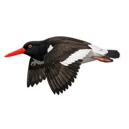 American Oystercatcher, in flight