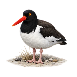 American Oystercatcher