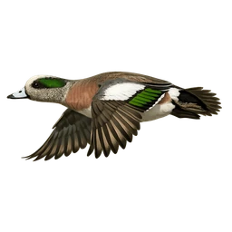 American Wigeon, in flight