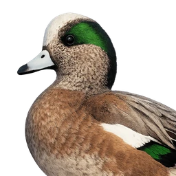 American Wigeon, profile