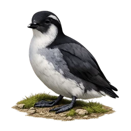 Ancient Murrelet