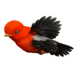 Andean Cock-of-the-rock, in flight