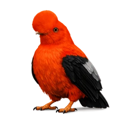 Andean Cock-of-the-rock