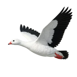 Andean Goose, in flight