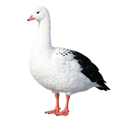 Andean Goose