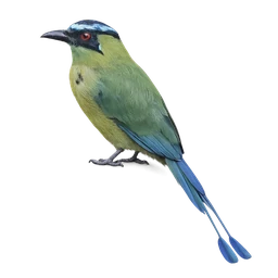 Andean Motmot