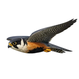 Aplomado Falcon, in flight