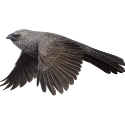 Apostlebird, in flight