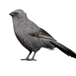 Apostlebird