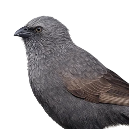 Apostlebird, profile