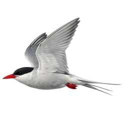 Arctic Tern, in flight
