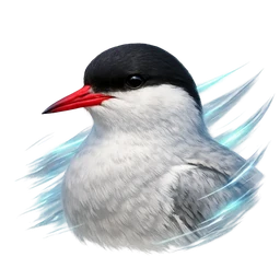 Arctic Tern, profile