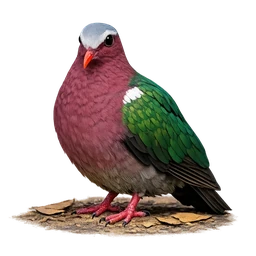 Asian Emerald Dove