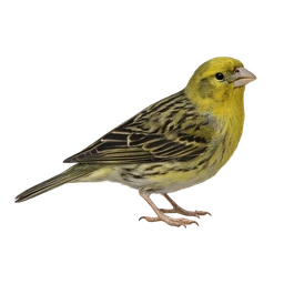 Atlantic Canary