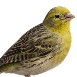 Atlantic Canary, profile