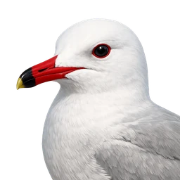 Audouin's Gull, profile