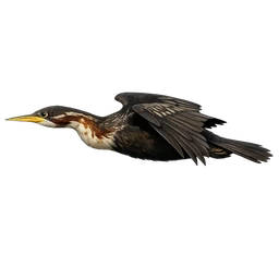 Australasian Darter, in flight