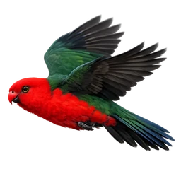 Australian King-Parrot, in flight