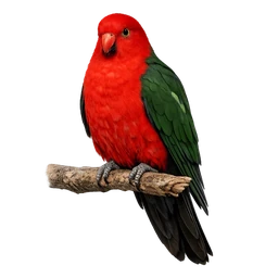 Australian King-Parrot