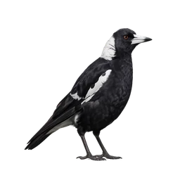 Australian Magpie